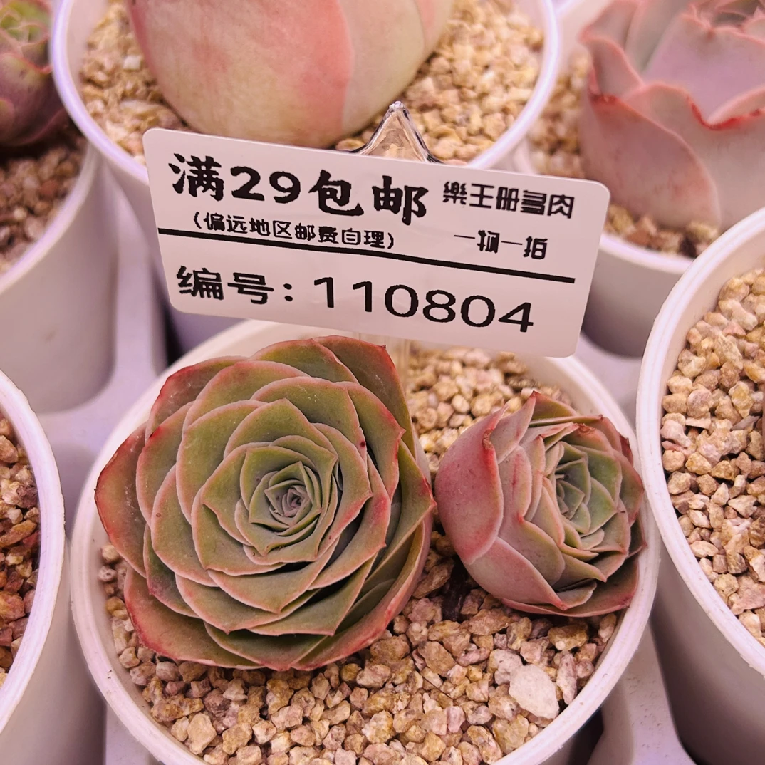 山地玫瑰多肉植物盆栽耐热好度夏适合办公室阳台养殖0804