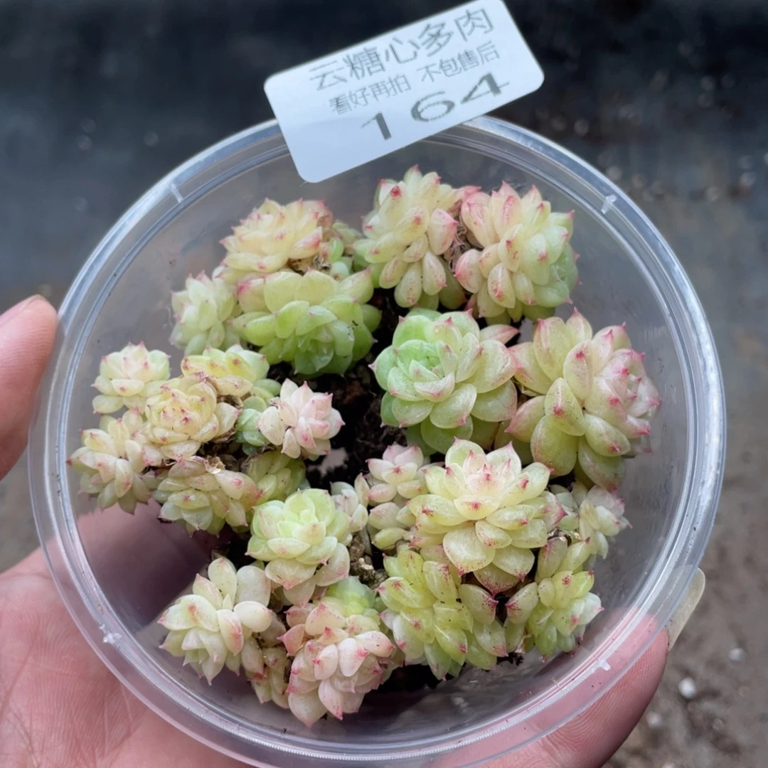 云糖心多肉植物164