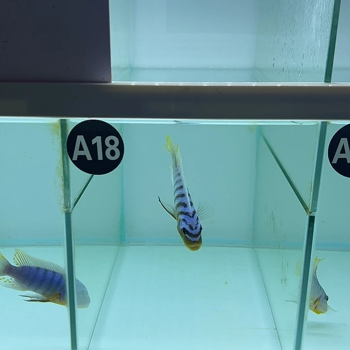 海水鱼11111111111111