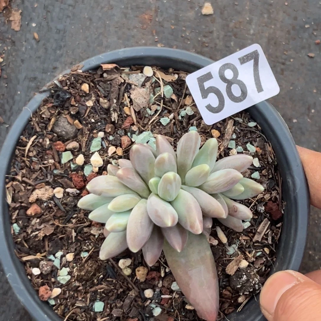 多肉植物欧若拉群587