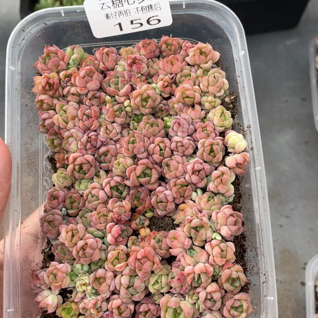 云糖心多肉植物156