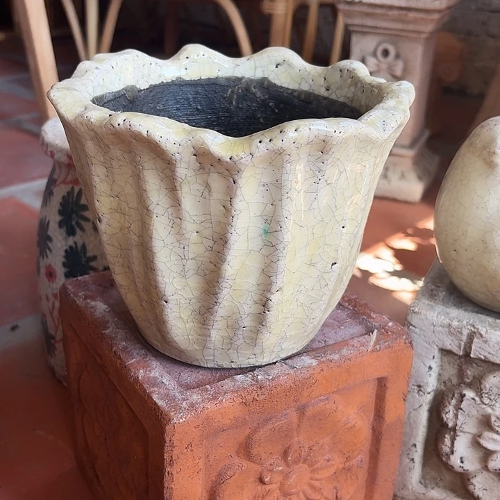 许纯房花房 黄色花瓣