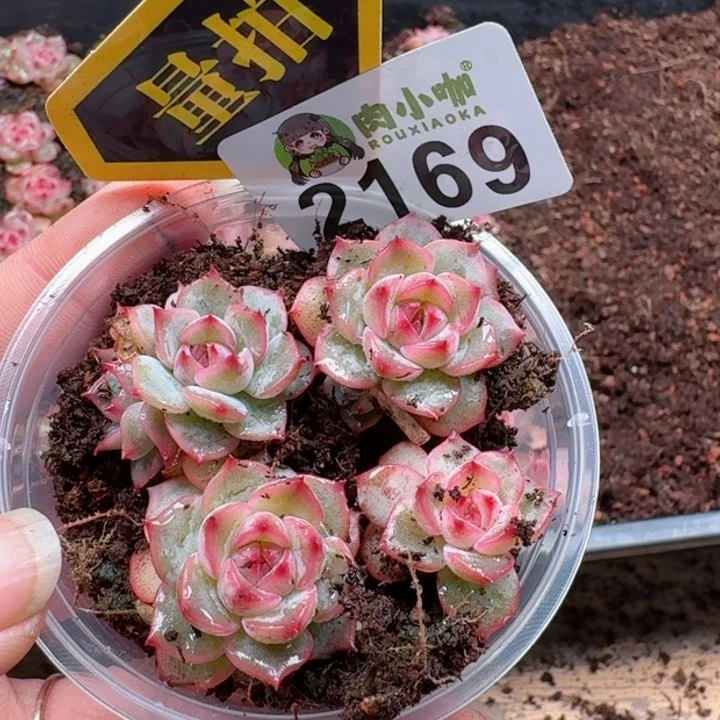 多肉植物多肉植物