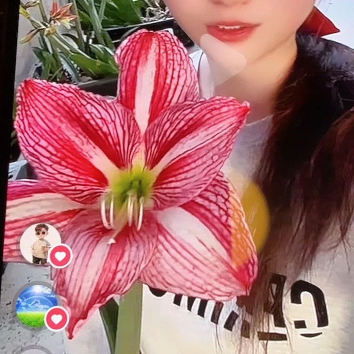 紫阳直径6+基地球