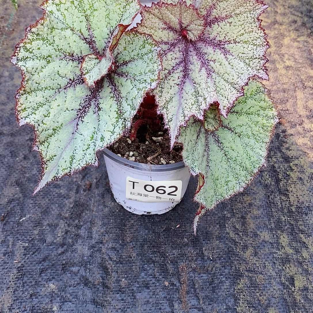 不开花植物奇***法秋海棠062