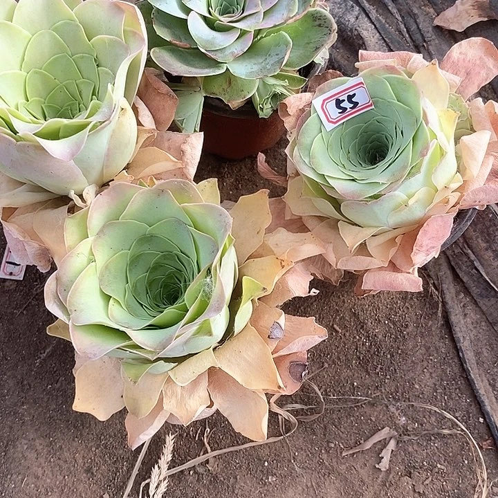 无花朵林**子4颗玫瑰55号