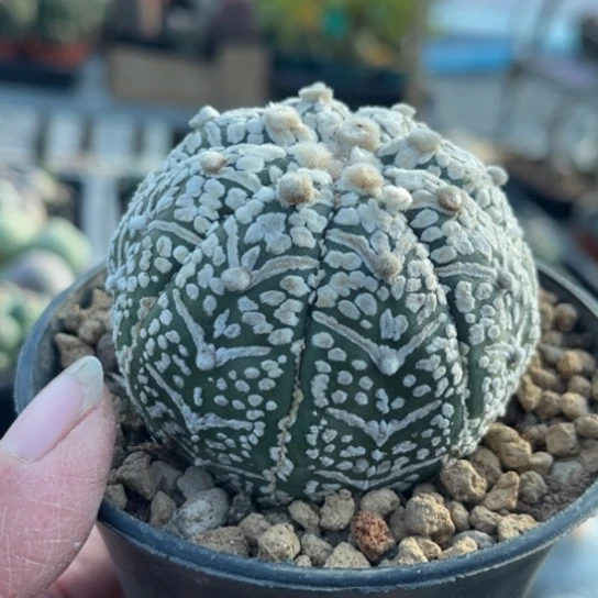 当前无花栽培后可以开花实生V兜