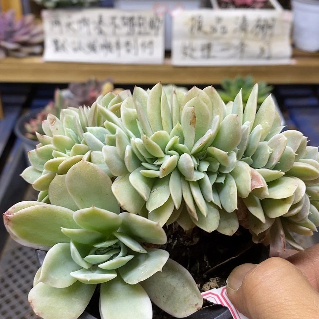 3166 小白龙覆轮锦缀