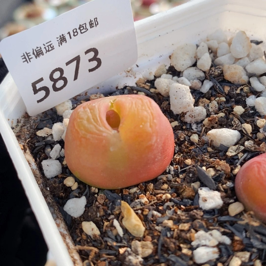 等****5873-一物一拍 水蜜桃 大方盆