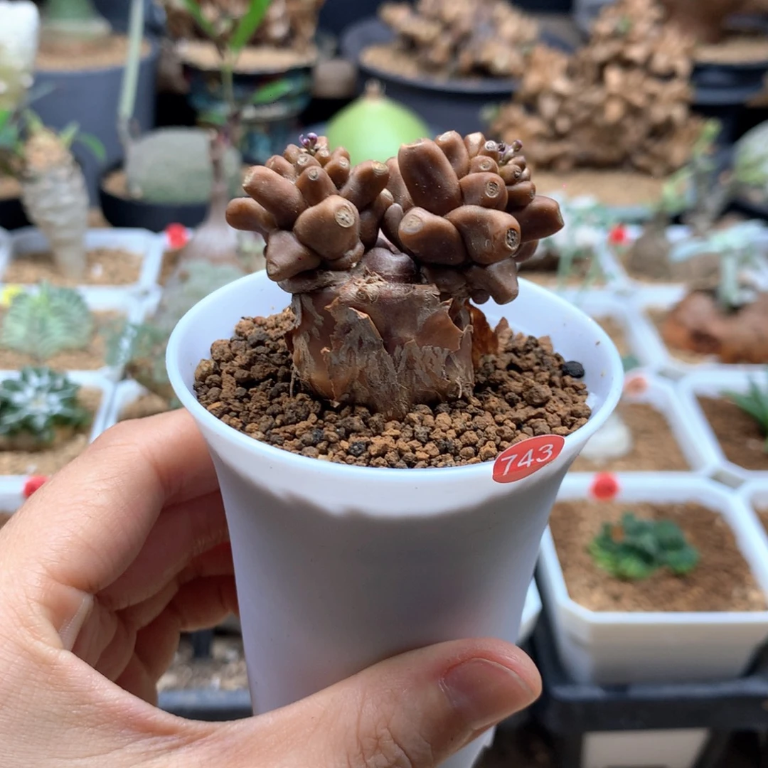 蛮鬼塔厚敦菊母本带盆