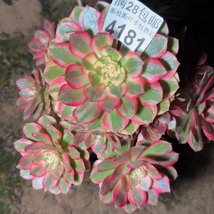 4181云和多肉植物