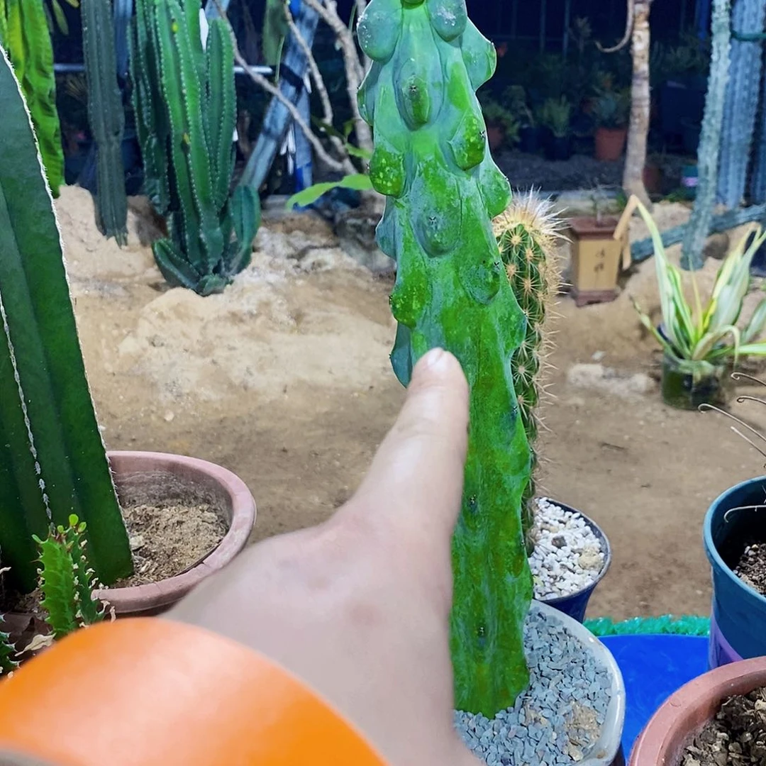 无花朵福禄寿高30公分无根
