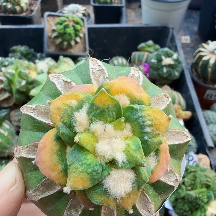 无花朵753怒涛牡丹锦