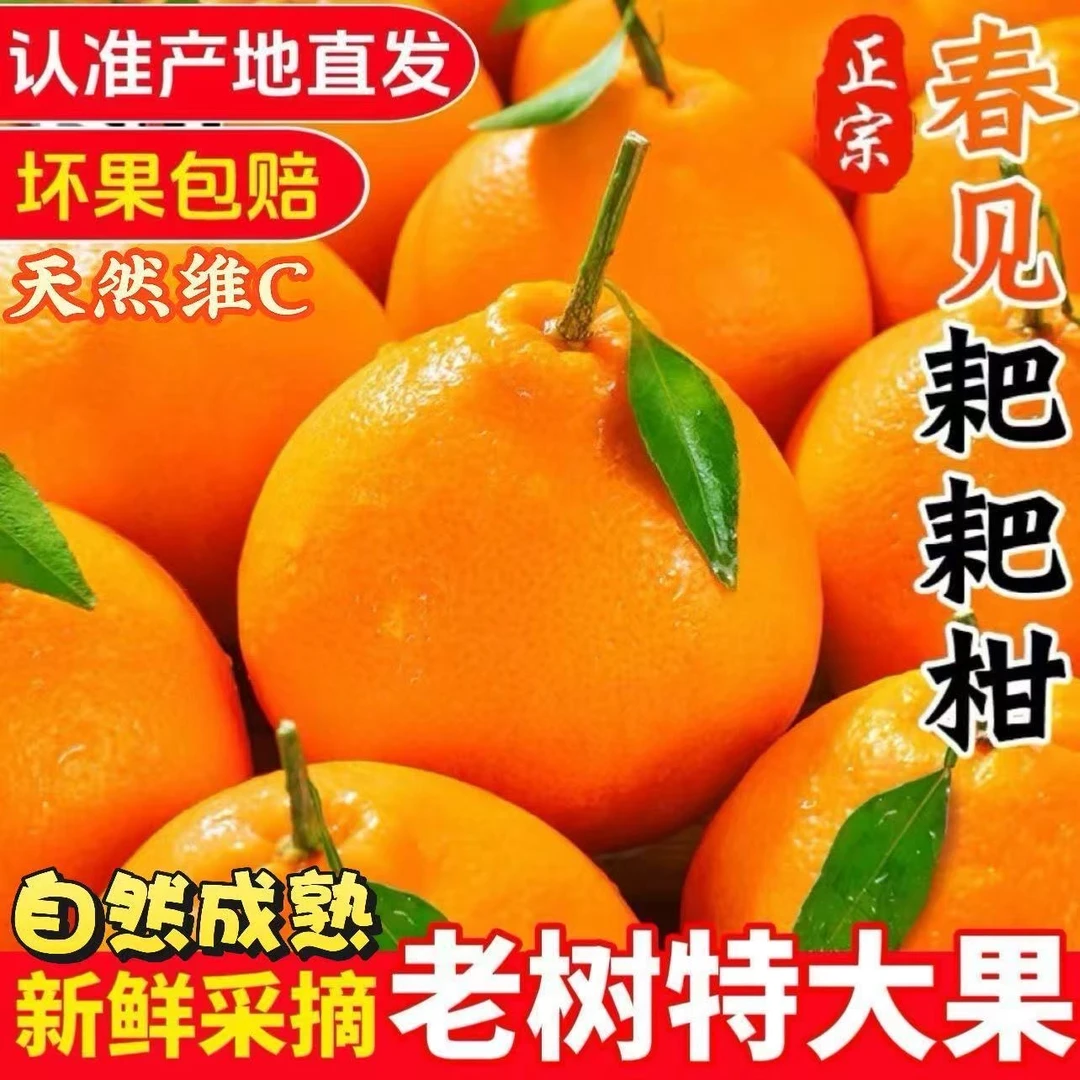 【低温地区专用】正宗四川爆浆耙耙柑 当季新鲜采摘水果 鲜嫩多汁