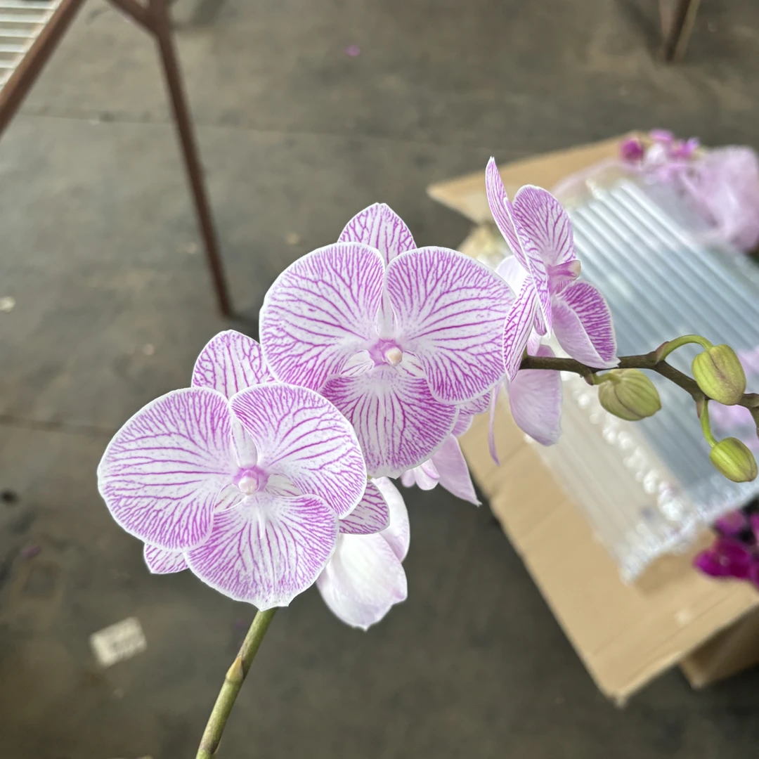 蝴蝶兰——魔幻精灵(任意两颗包邮只拍一颗发苗)