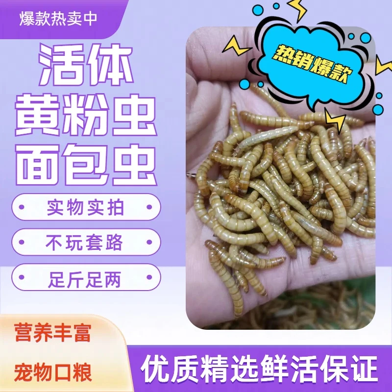 仓鼠零食面包虫鲜活黄粉虫蛋白虫鸣虫饲料守宫蛙粮蝈蝈钓鱼活饵等