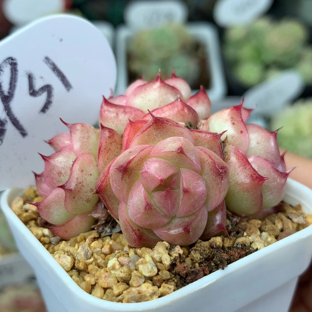 肥圆包麦秆群3931