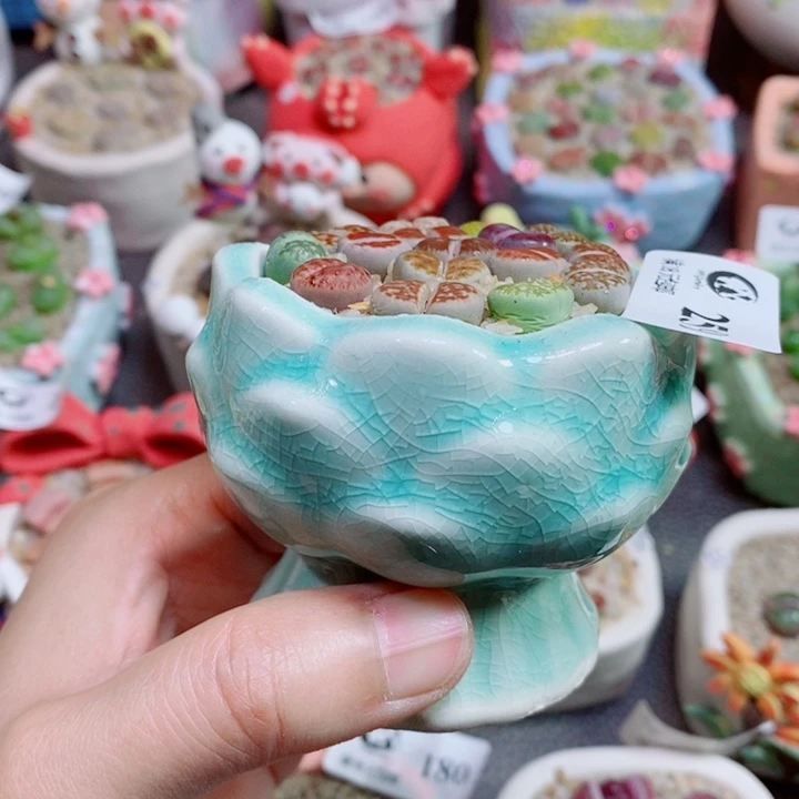生石花花花花花花花259