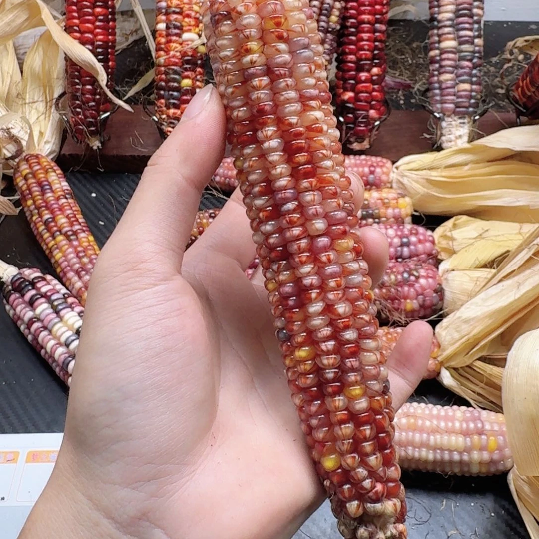 秋***天柏香籽/百香籽吊坠