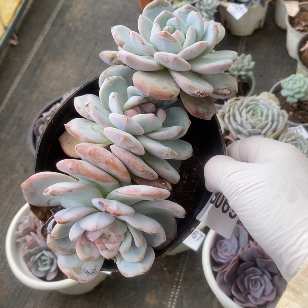 3069橙梦露一物一拍