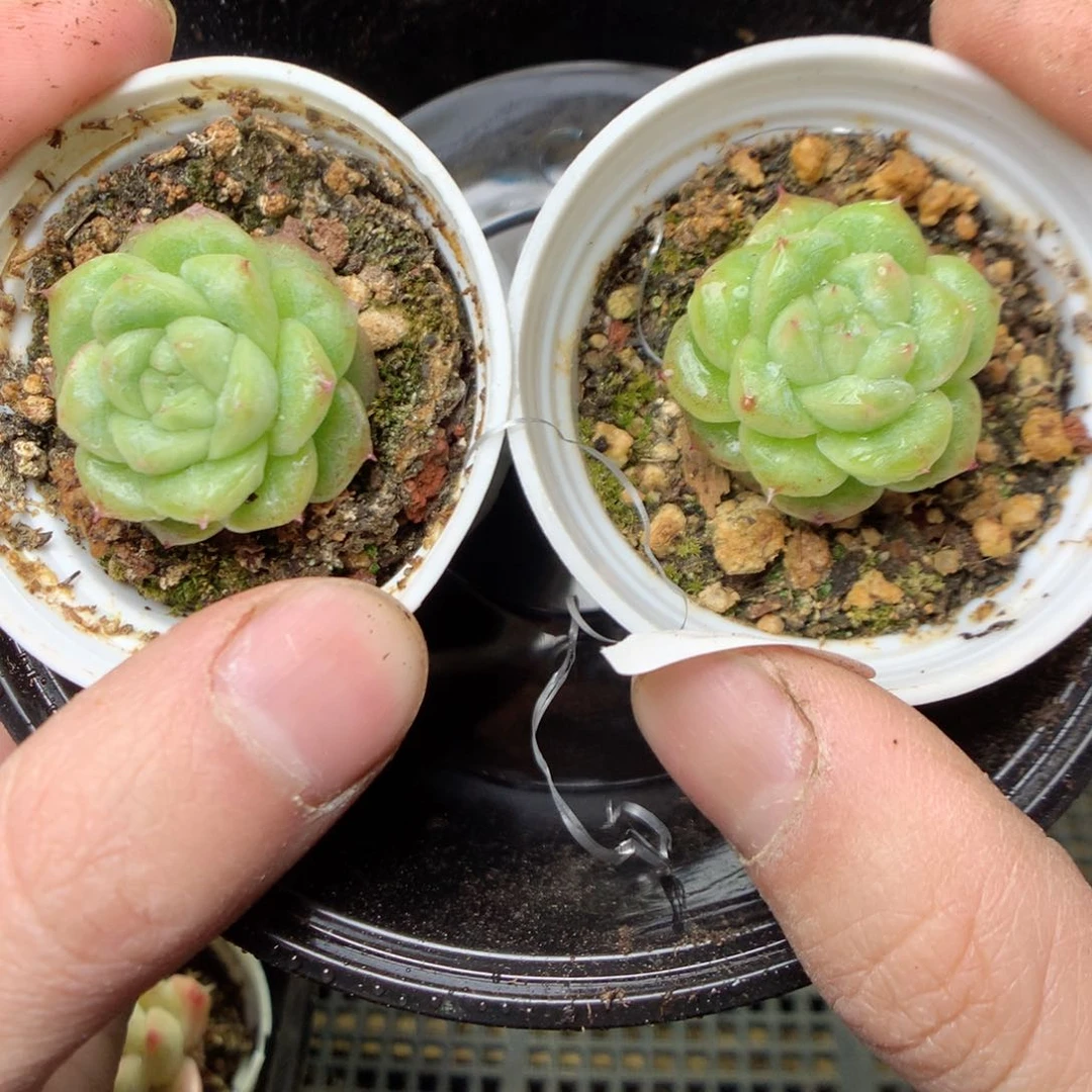 D43y y y y y y y y y y y