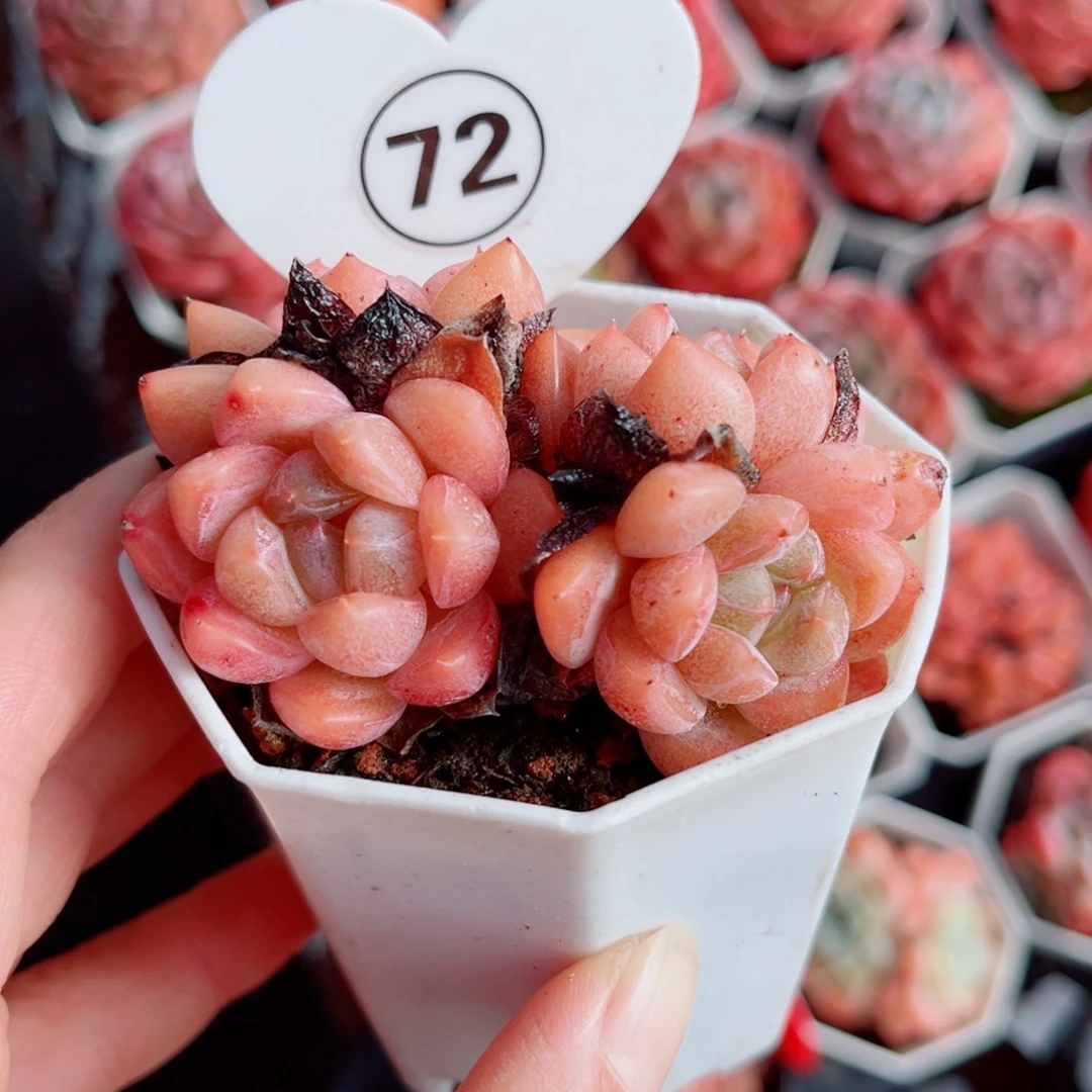 72号小老桩糖心群