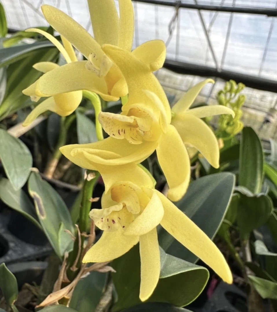 石斛兰《大明黄石斛》6年苗  原盆原土发货