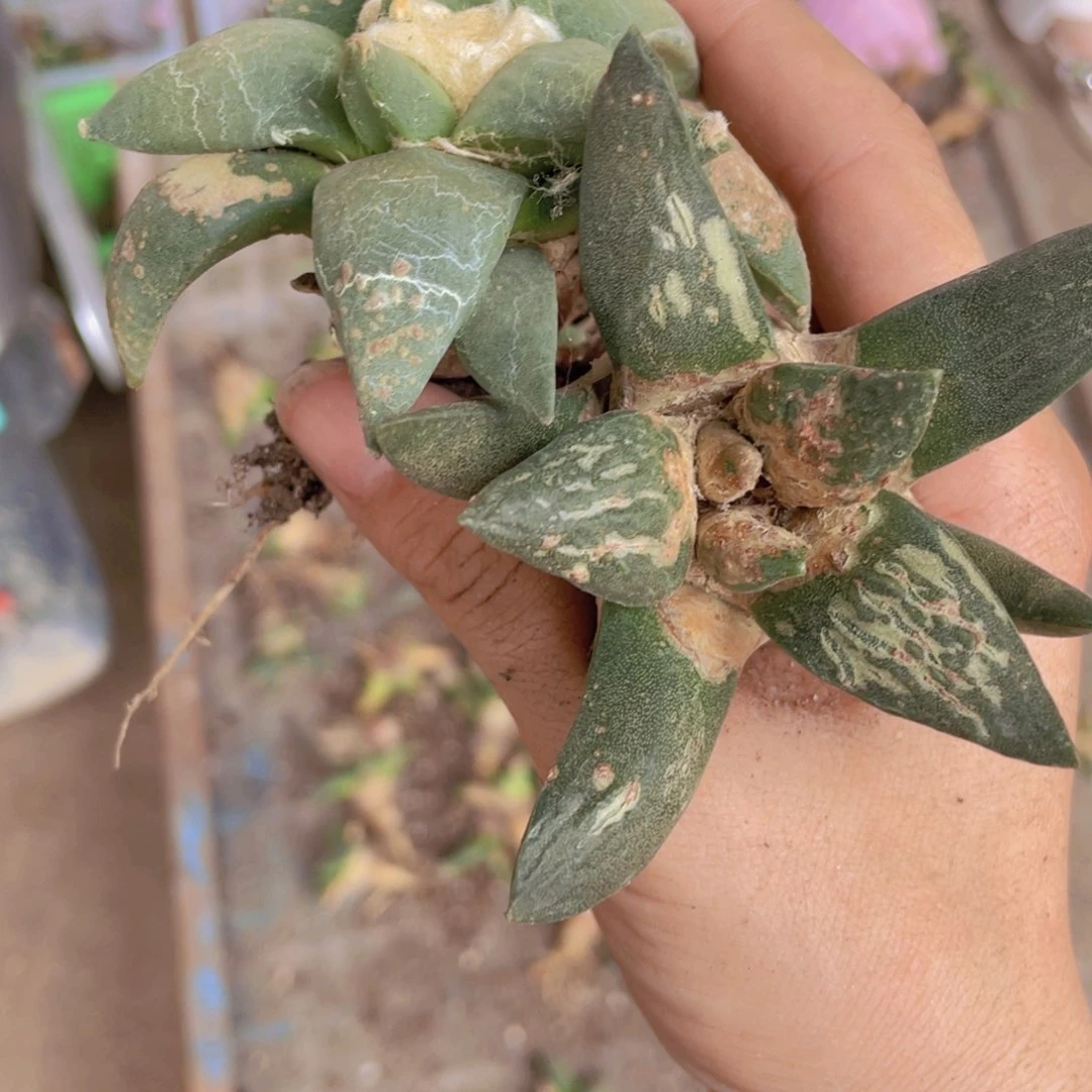 晒***驼福利福利福利福利