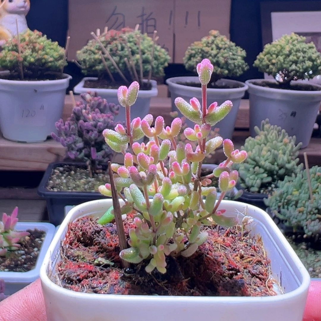 144米粒锦一物一拍包开箱