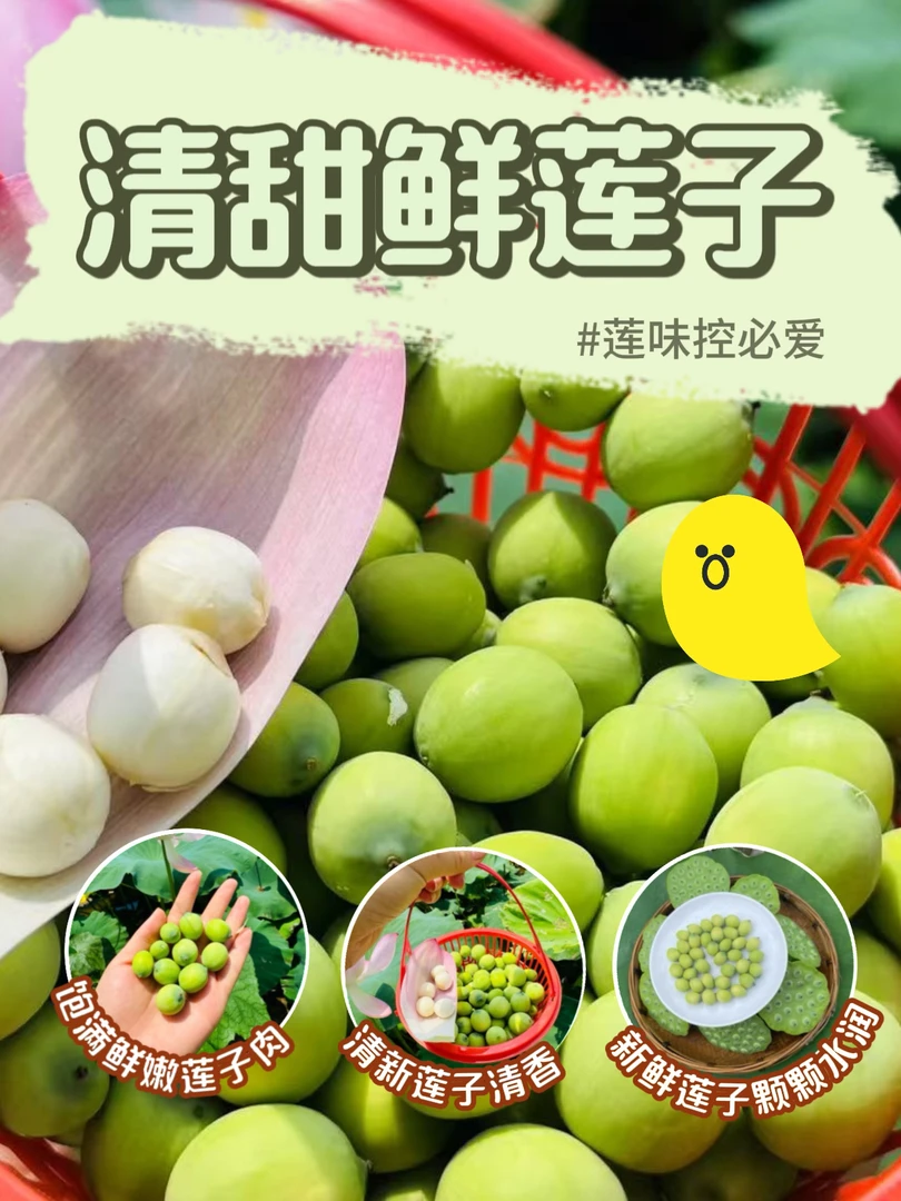 新鲜现摘嫩莲子嫩鲜莲蓬三斤生吃顺丰冷链包装孕妇可食鲜应季水果