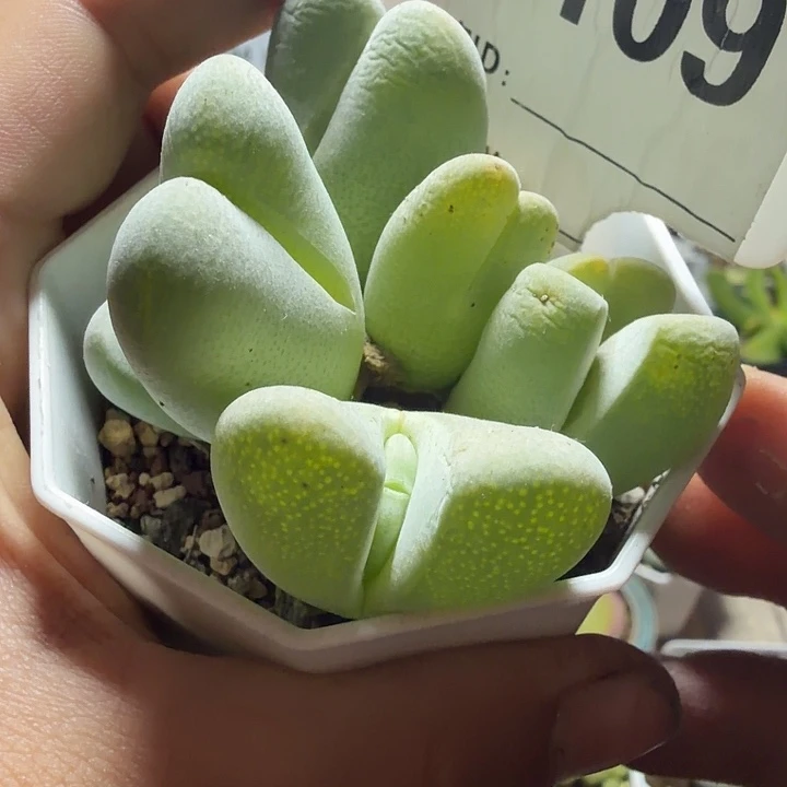 109。满38包邮肉锥