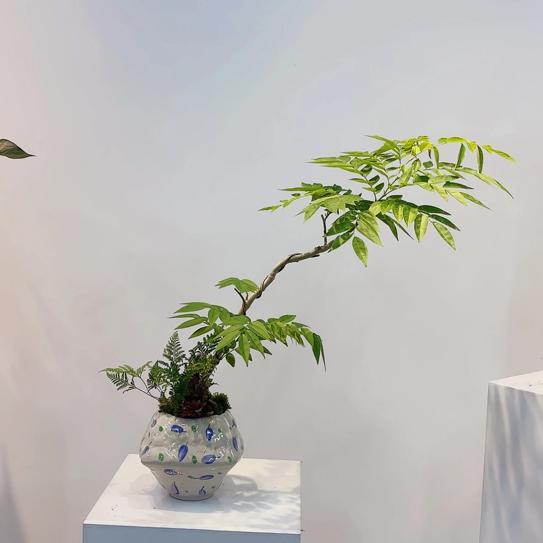 无花朵泡*鱼高端盆景一物一拍
