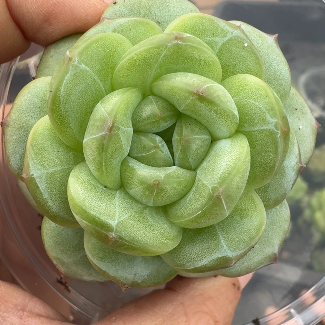 一物一拍一物一拍1108-698