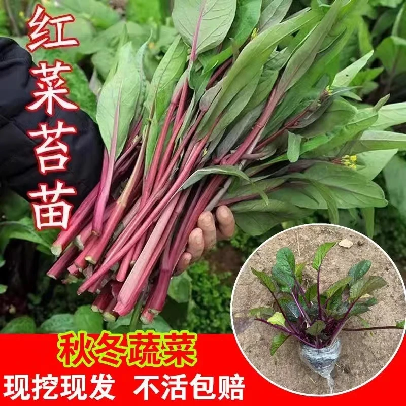 十月红菜苔秧苗带土发货适合家庭庭院阳台四季种植红菜苔秧苗