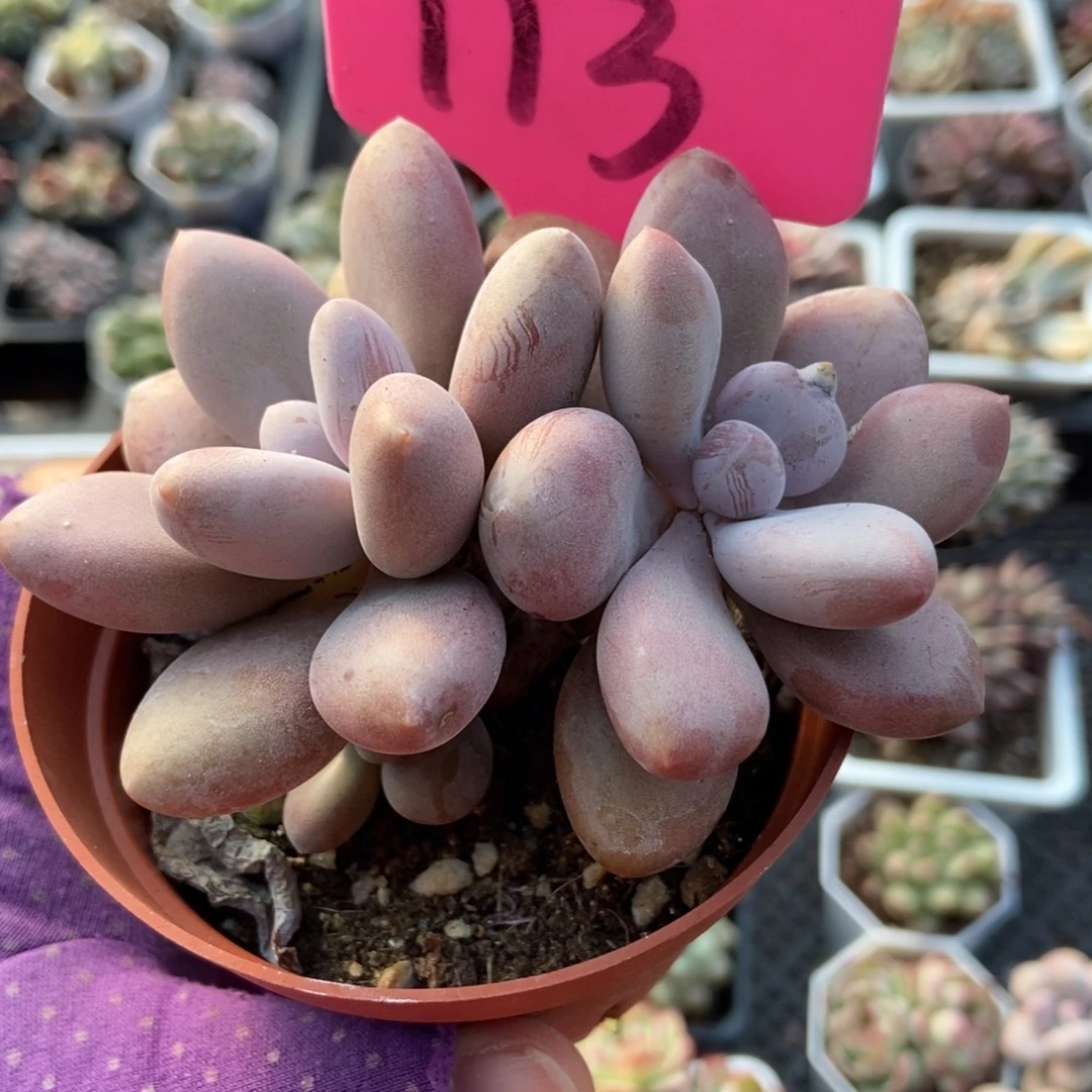 113原始虞美人多肉植物