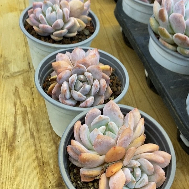 双头橙梦露福利多多