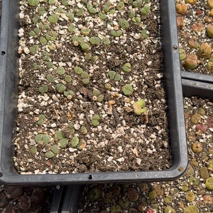 丨绿风铃I福利福利福利福利