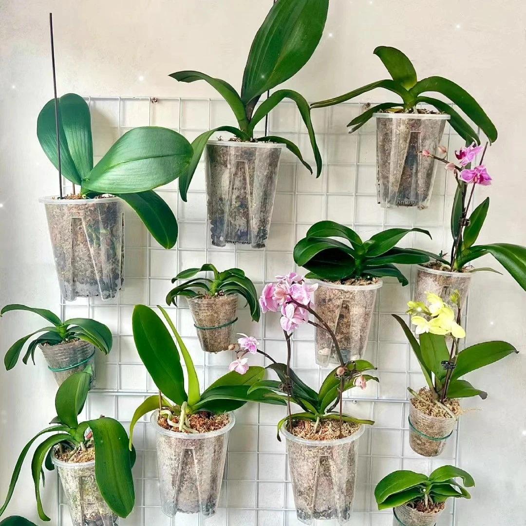 蝴蝶兰【3颗瑕疵苗花后苗盲盒】，不售后介意勿拍