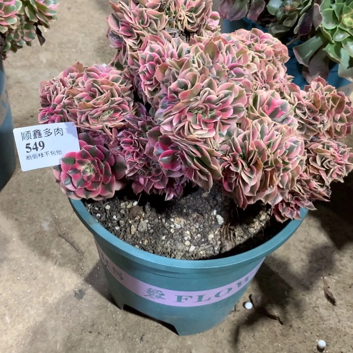 549粉女巫缀多肉植物特价
