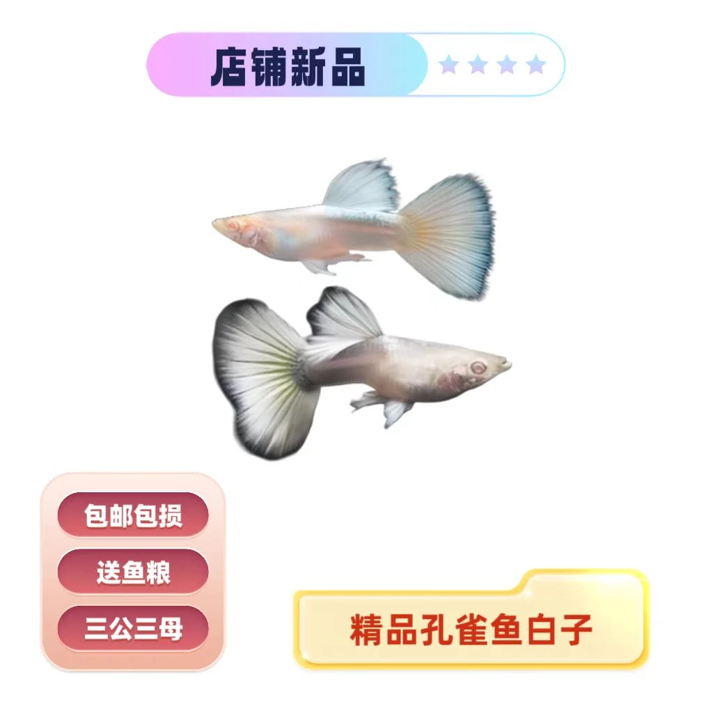 精品孔雀鱼 白子 白金礼服 小型热带胎生淡水鱼观赏鱼 入缸不包损