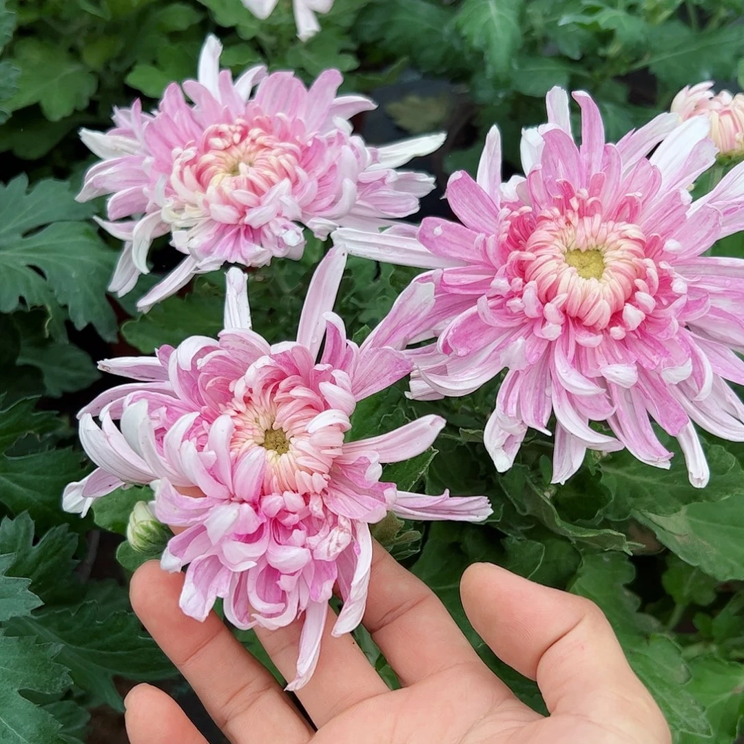 大部分花苞少量开放恒水映月