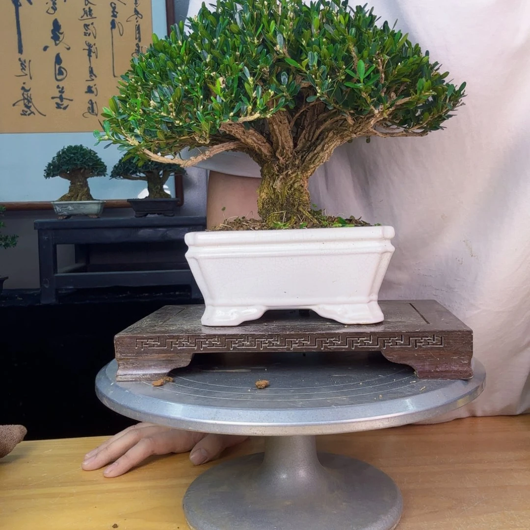 天***宝无花朵黄杨盆景 黄杨盆景