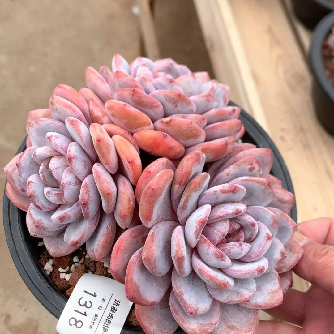 桃**福1318桃夭专拍蒙特雪天使 默认有砍