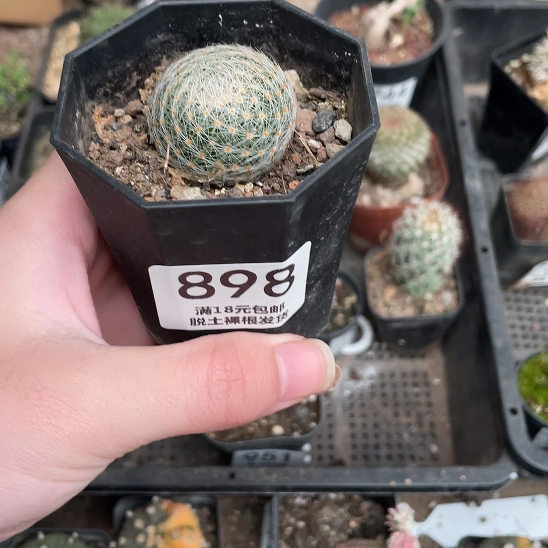 898白娟丸（满18包邮）