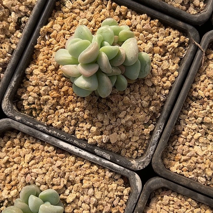 玉麒麟群生多头多肉