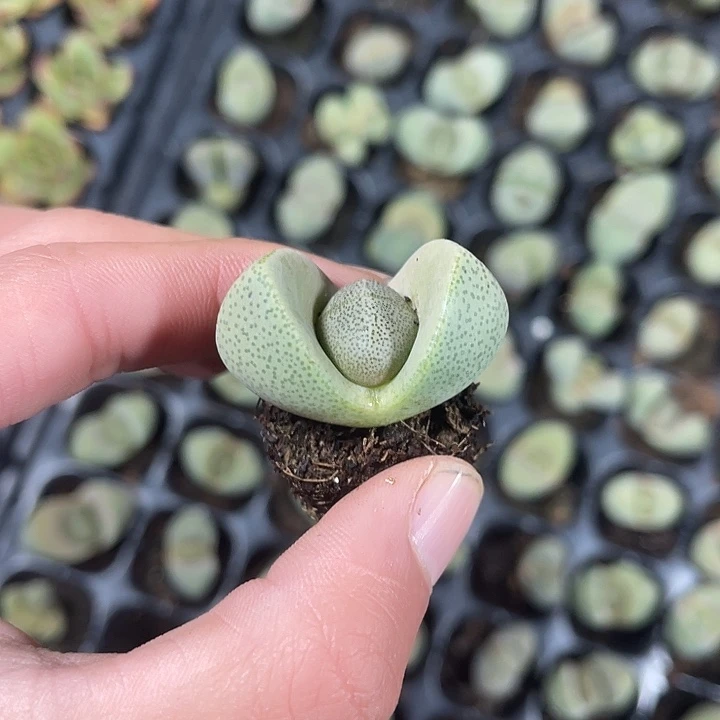 精品元宝满9.9包邮