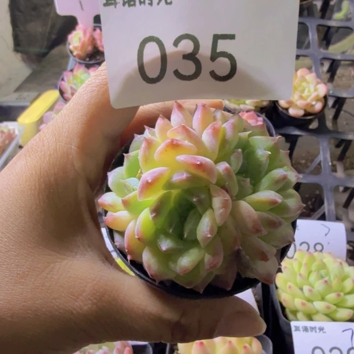 035.qqwwwwwwwwwww