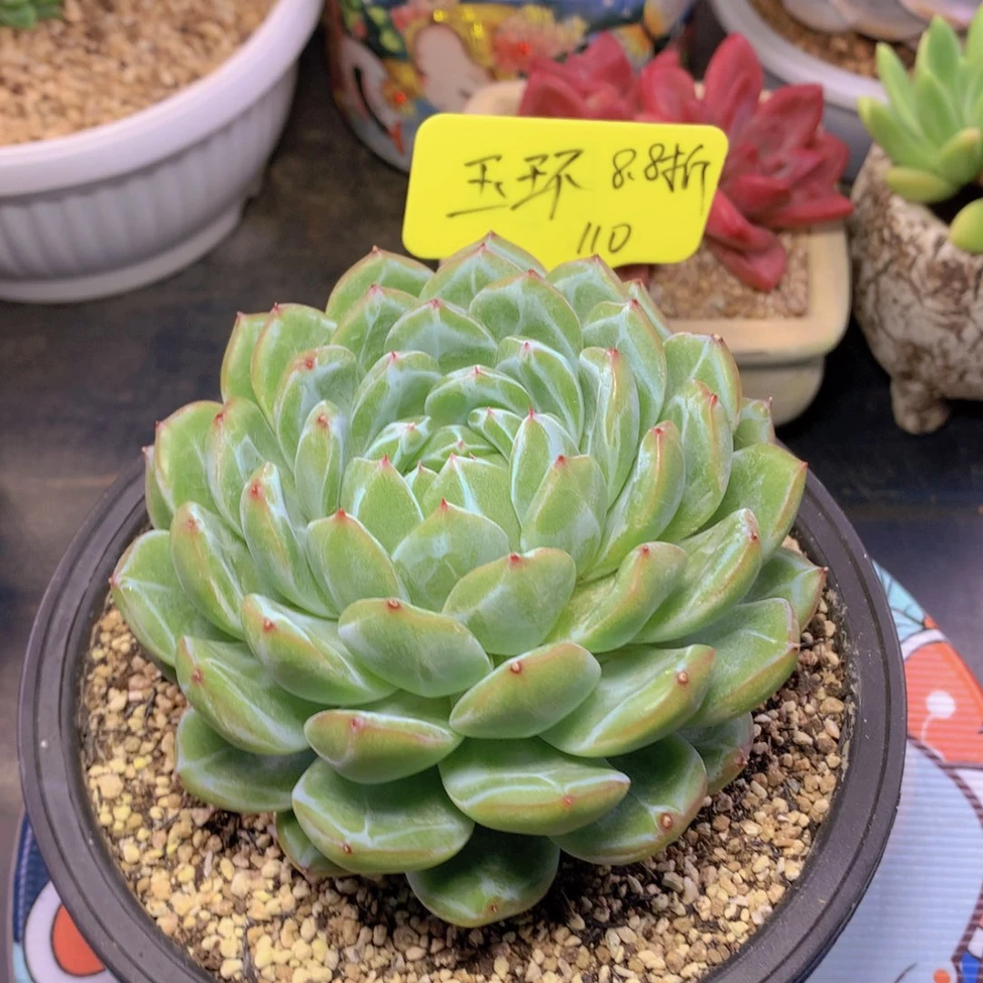 我家的小姐姐们都是我的小可爱
