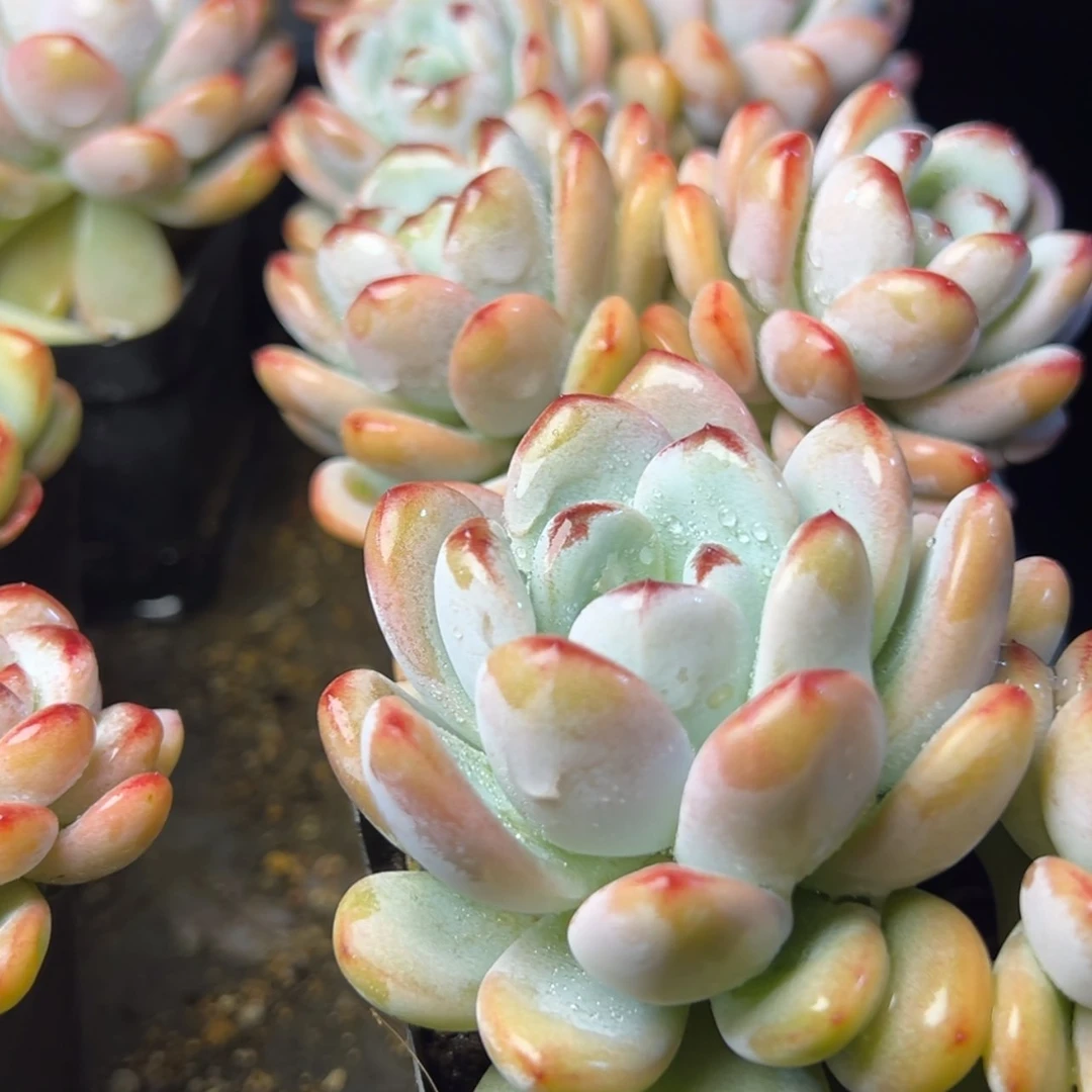 【闪购商品】星星雪多肉19.8