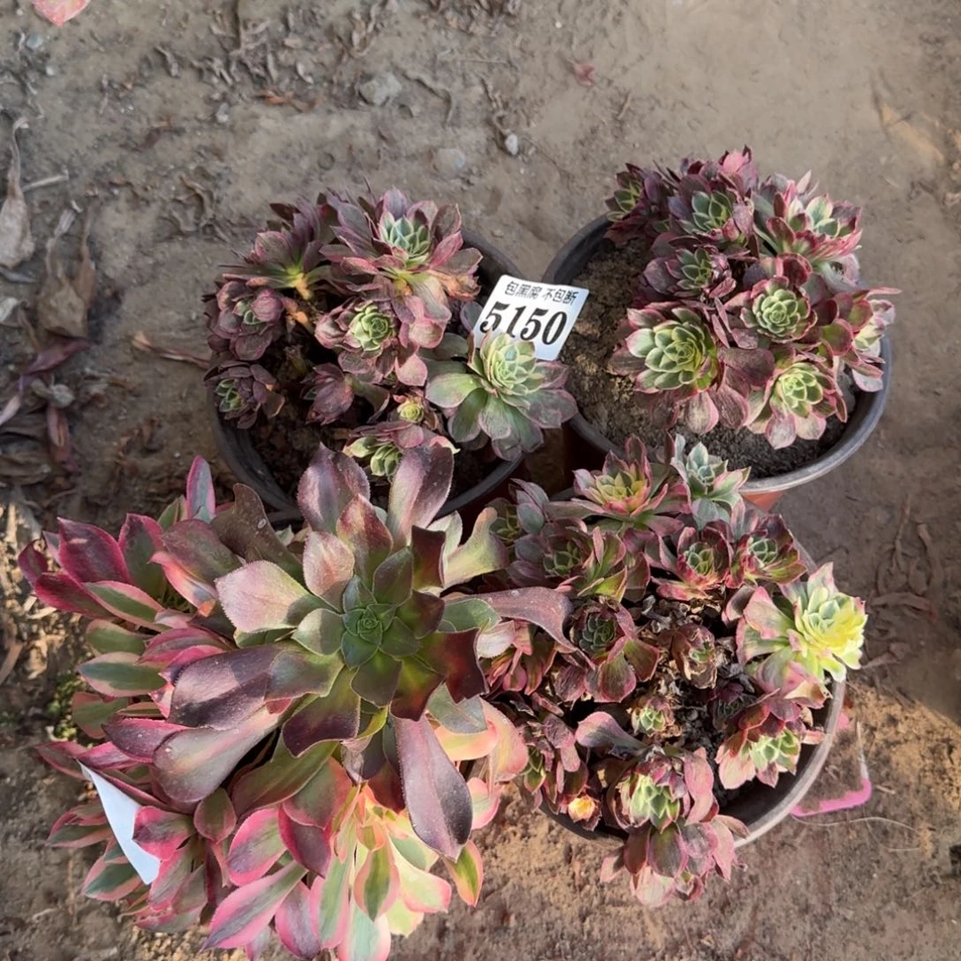 法师4颗5150 16-21